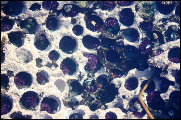 Purple urchins
